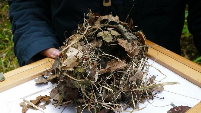 Anna und die wilden Tiere - Schlaf gut, kleine Haselmaus - Photos