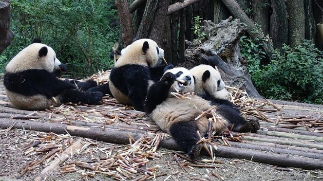Anna und die wilden Tiere - Wie angelt man sich einen Großen Panda? - Photos