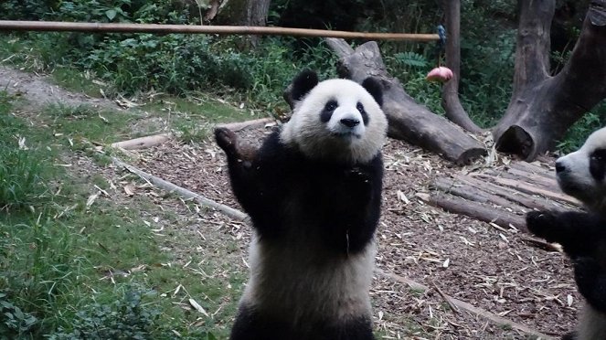 Anna und die wilden Tiere - Wie angelt man sich einen Großen Panda? - Photos