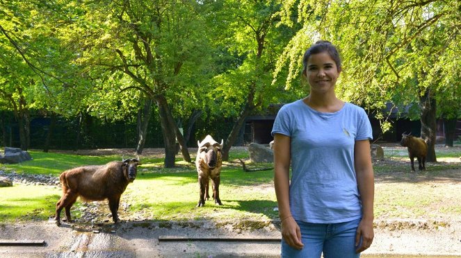 Anna und die wilden Tiere - Hier stinkt’s nach Takin - Filmfotók - Annika Preil