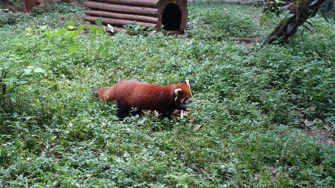 Anna und die wilden Tiere - Wo versteckt sich der Rote Panda? - Z filmu