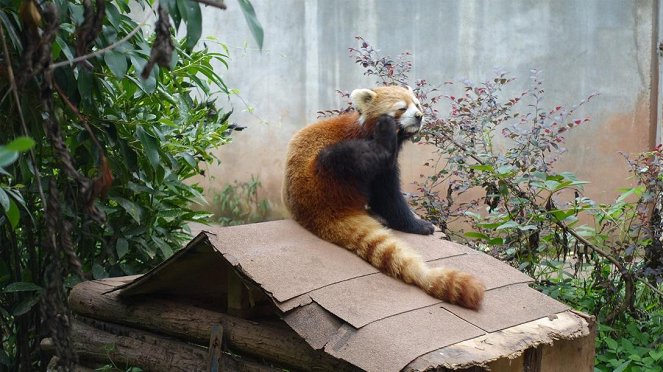 Anna und die wilden Tiere - Wo versteckt sich der Rote Panda? - De la película