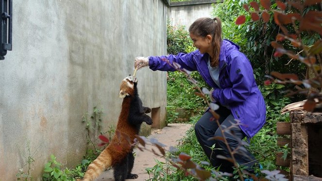 Anna und die wilden Tiere - Wo versteckt sich der Rote Panda? - Van film - Annika Preil