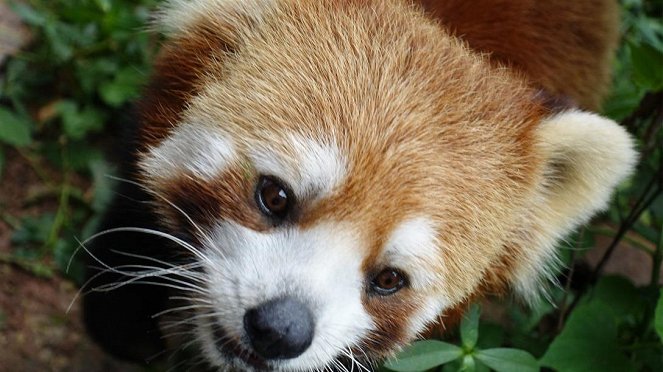 Anna und die wilden Tiere - Wo versteckt sich der Rote Panda? - Van film