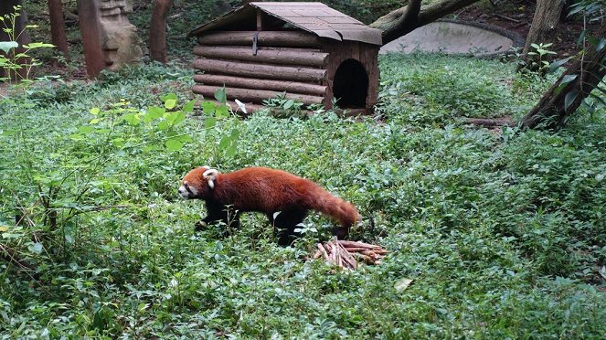 Anna und die wilden Tiere - Wo versteckt sich der Rote Panda? - Photos