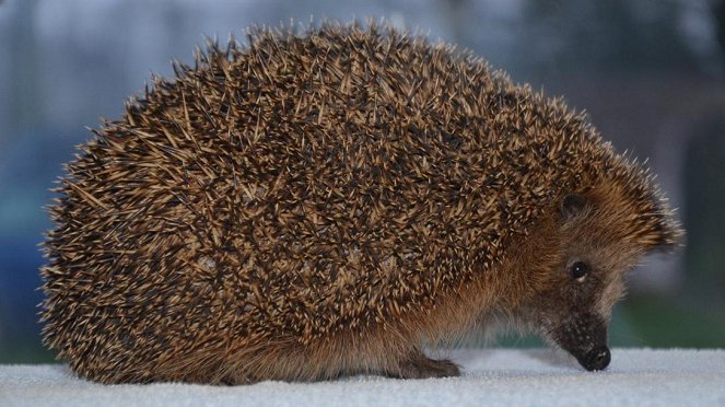 Anna und die wilden Tiere - Wie kommt der Igel durch den Winter? - Photos