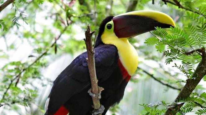 Paula und die wilden Tiere - Die bunten Vögel Costa Ricas - Film