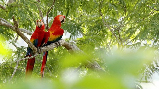 Paula und die wilden Tiere - Die bunten Vögel Costa Ricas - De la película