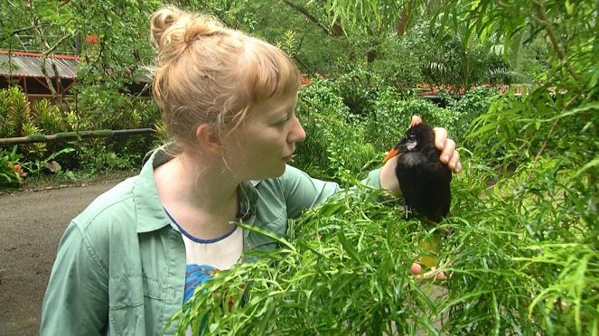 Paula und die wilden Tiere - Die bunten Vögel Costa Ricas - Z filmu - Grit Paulussen