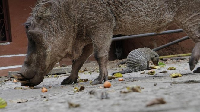 Paula und die wilden Tiere - Piggy, das Warzenschwein - Kuvat elokuvasta
