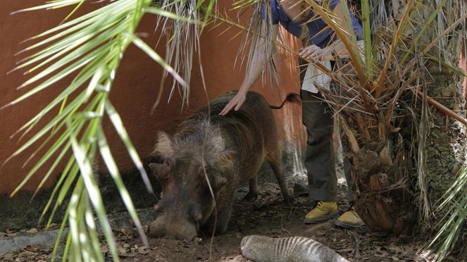Paula und die wilden Tiere - Piggy, das Warzenschwein - Photos