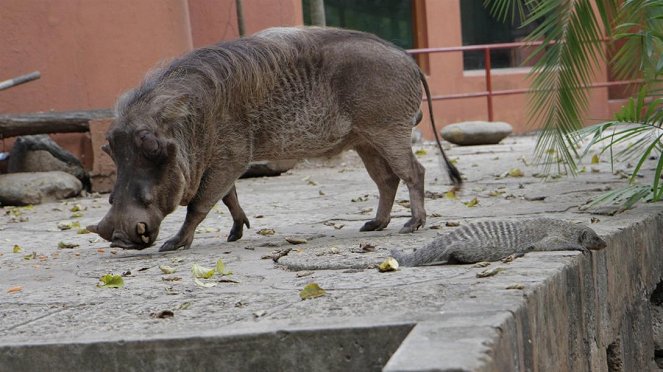 Paula und die wilden Tiere - Piggy, das Warzenschwein - De la película