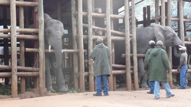 Paula und die wilden Tiere - Hoch auf dem Elefanten - Van film