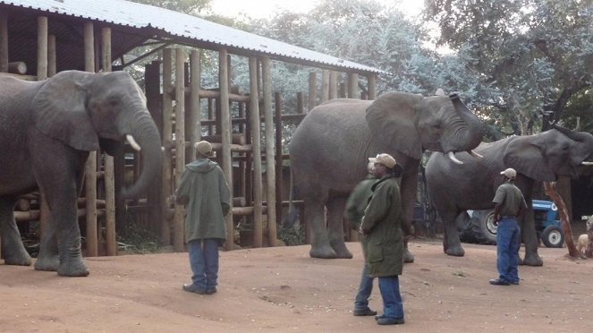 Paula und die wilden Tiere - Hoch auf dem Elefanten - Photos