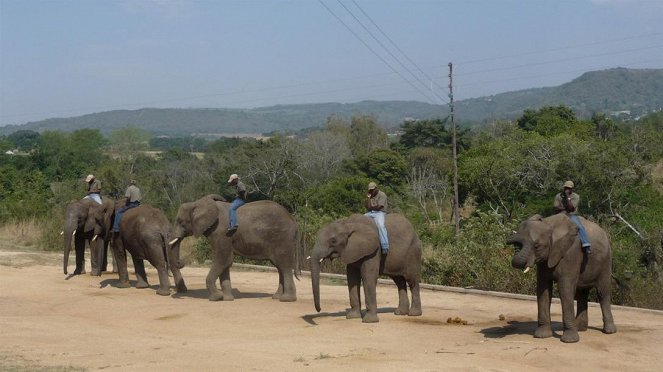 Paula und die wilden Tiere - Hoch auf dem Elefanten - Filmfotók