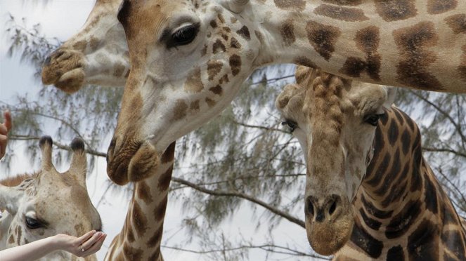 Paula und die wilden Tiere - Kopf hoch, Giraffe! - Photos