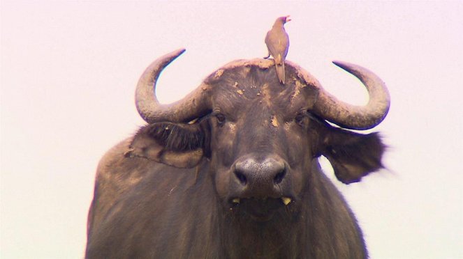 Paula und die wilden Tiere - Achtung Büffel - De la película