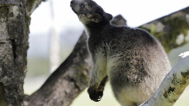 Paula und die wilden Tiere - Was macht das Känguru im Baum? - Photos