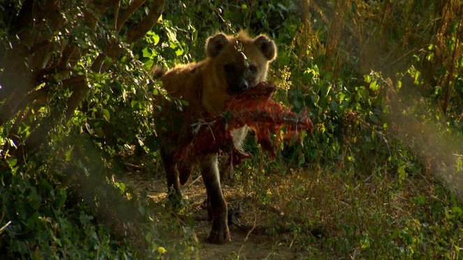 Paula und die wilden Tiere - Das Lachen der Hyäne - Z filmu