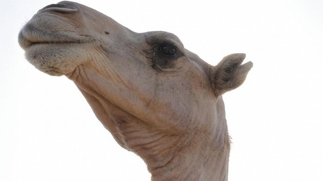 Paula und die wilden Tiere - Ein Kamel zum Kuscheln - Photos