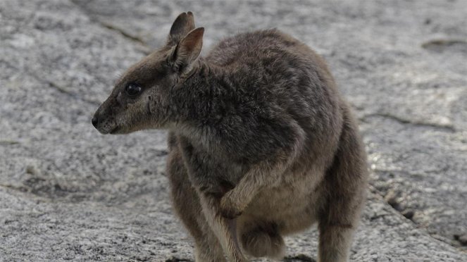Paula und die wilden Tiere - Hüpfen wie ein Känguru - Photos