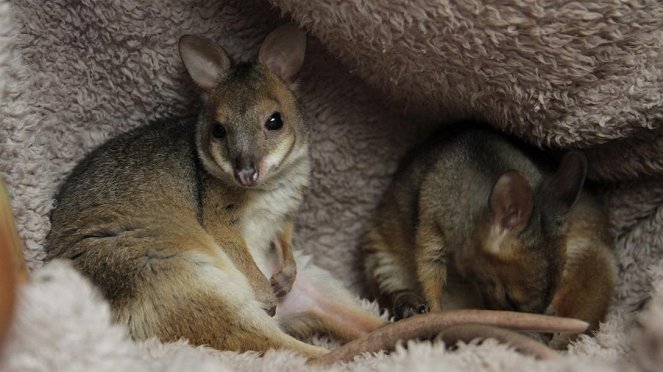 Paula und die wilden Tiere - Hüpfen wie ein Känguru - Photos