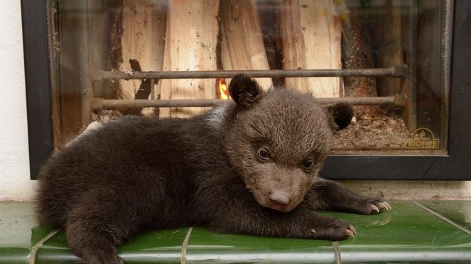 Paula und die wilden Tiere - Bärengeschwister (1): Die erste Begegnung - Van film