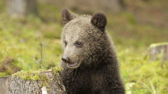 Paula und die wilden Tiere - Bärengeschwister (2): Erster Ausflug - Film