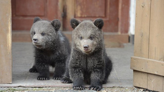 Paula und die wilden Tiere - Bärengeschwister (2): Erster Ausflug - Photos