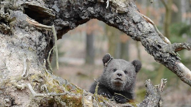 Paula und die wilden Tiere - Bärengeschwister (2): Erster Ausflug - Z filmu