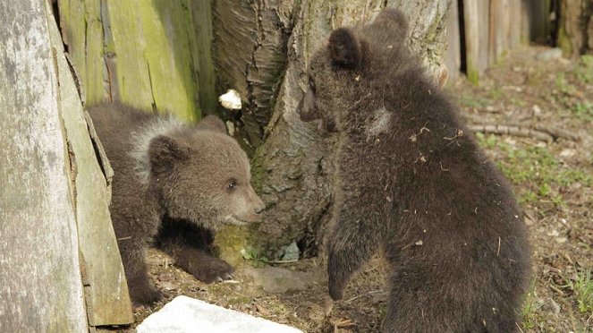 Paula und die wilden Tiere - Bärengeschwister (2): Erster Ausflug - Filmfotos