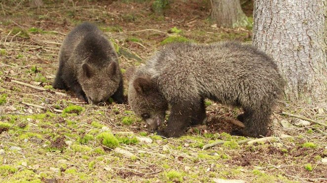 Paula und die wilden Tiere - Bärengeschwister (3): Bärenärger - Filmfotók