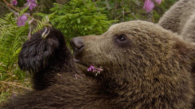 Paula und die wilden Tiere - Bärengeschwister (3): Bärenärger - Filmfotos