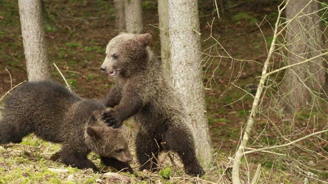 Paula und die wilden Tiere - Bärengeschwister (3): Bärenärger - Filmfotók