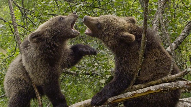 Paula und die wilden Tiere - Bärengeschwister (3): Bärenärger - Film