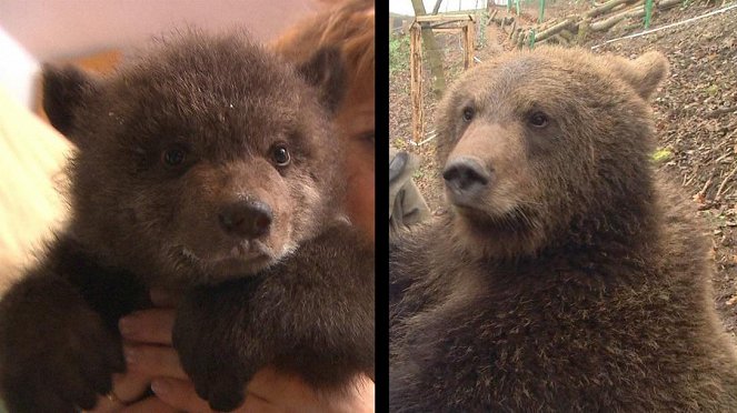 Paula und die wilden Tiere - Bärengeschwister (5): Bärenabschied - Filmfotos