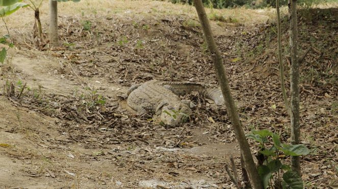 Paula und die wilden Tiere - Wenn Krokodile Babys haben - De la película