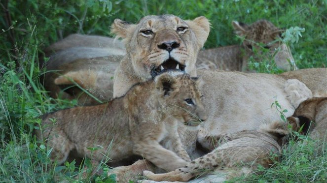 Paula und die wilden Tiere - Wie Löwen leben - Photos