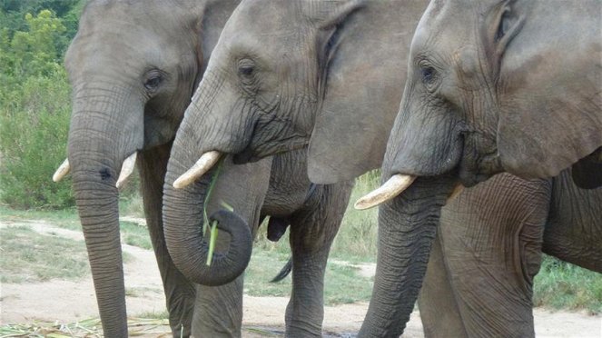 Paula und die wilden Tiere - Wie versteckt sich ein Elefant? - Van film