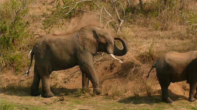 Paula und die wilden Tiere - Wie versteckt sich ein Elefant? - Filmfotók