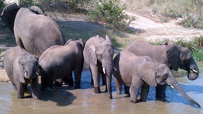 Paula und die wilden Tiere - Wie versteckt sich ein Elefant? - Photos