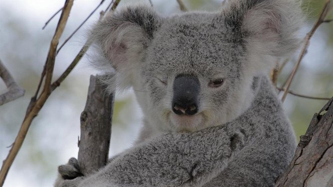 Paula und die wilden Tiere - Komm kuscheln, Koala! - Filmfotos