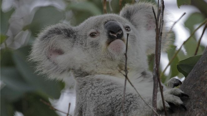 Paula und die wilden Tiere - Komm kuscheln, Koala! - Van film