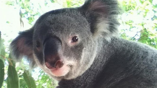 Paula und die wilden Tiere - Komm kuscheln, Koala! - Filmfotos