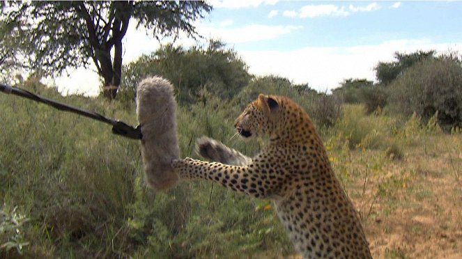 Paula und die wilden Tiere - Was macht der Leopard im Baum? - Forgatási fotók