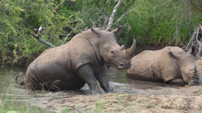 Paula und die wilden Tiere - Ganz nah am Nashorn - Van film