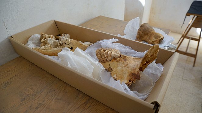 Aufgedeckt: Geheimnisse des Altertums - Ägyptens Tiere der Unterwelt - Filmfotos