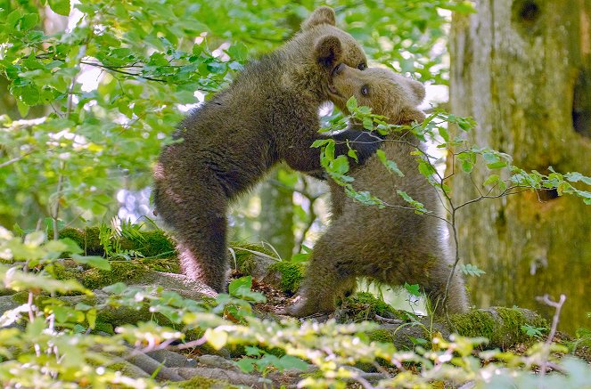 Bears of the Karawank Mountains - Photos