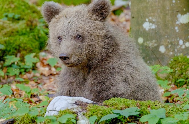 Bears of the Karawank Mountains - Photos