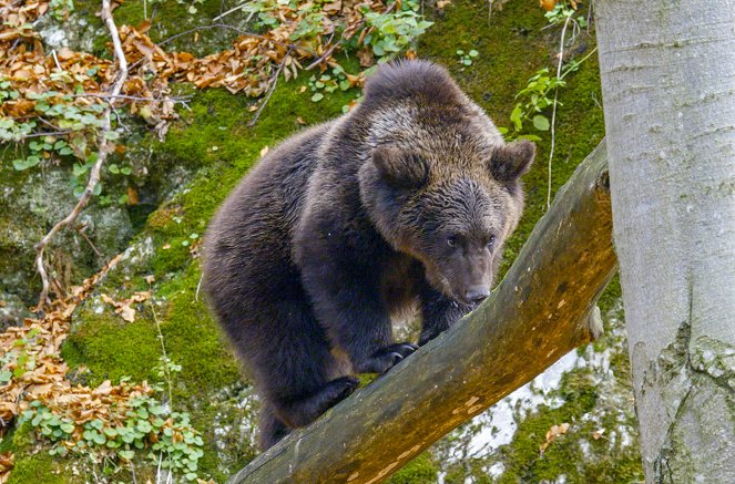 Karawankenbär - Auf den Spuren eines Grenzgängers - Kuvat elokuvasta